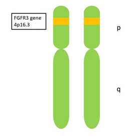 localgene