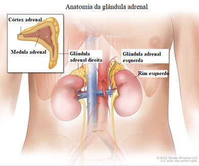 Adrenal