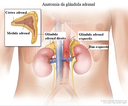 Adrenal