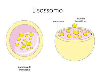 lisossomo
