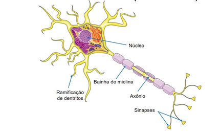 neuronio