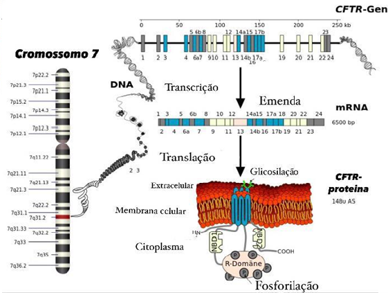 cromosome7