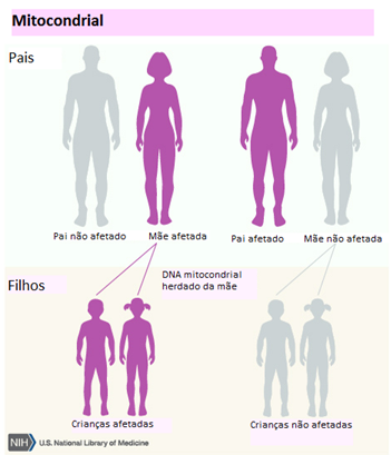 hercancamitocondria