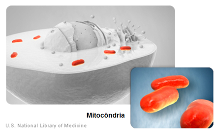 mitocondria