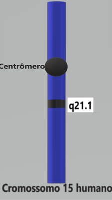 Síndrome de Marfan: o que é, genética e sintomas - Blog Mendelics